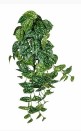 Scindapsus hanger 65 cm groen